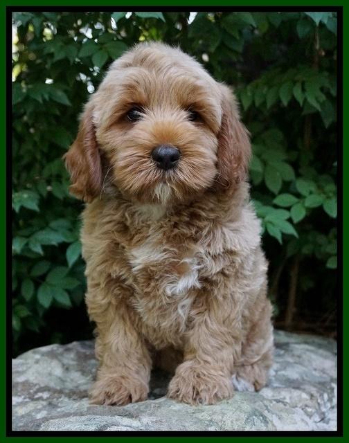 Gem Parson pups  8 wks old 930