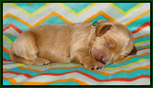 Gem Parson pups 1 wk old 121