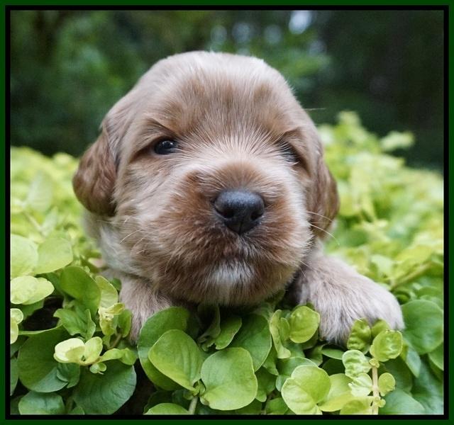 Gem Parson pups 3 wk old 181