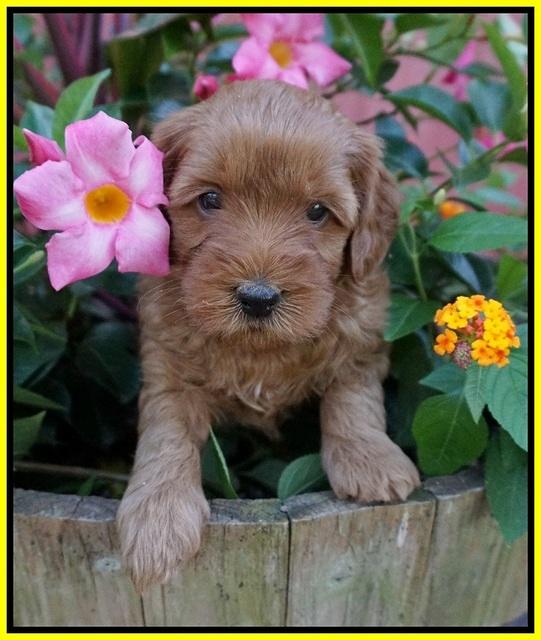 Gem Parson pups  5 wk old 421