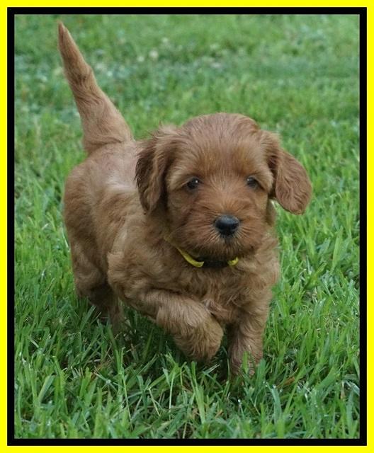 Gem Parson pups  5 wk old 441