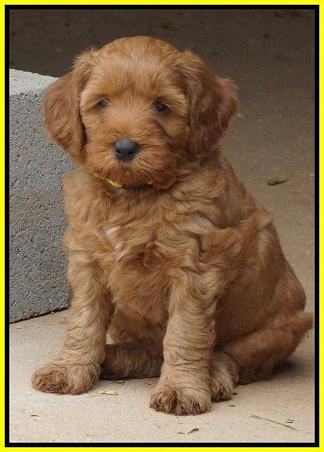 Gem Parson pups  6 wks old 411