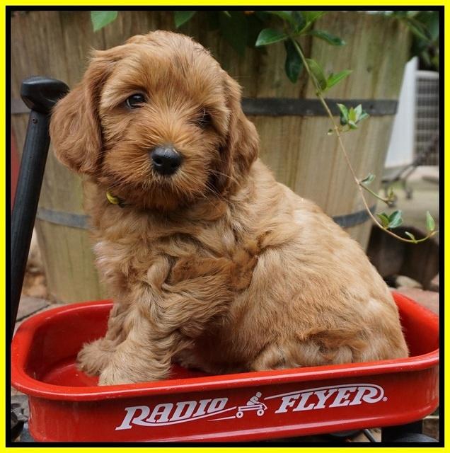 Gem Parson pups  6 wks old 441