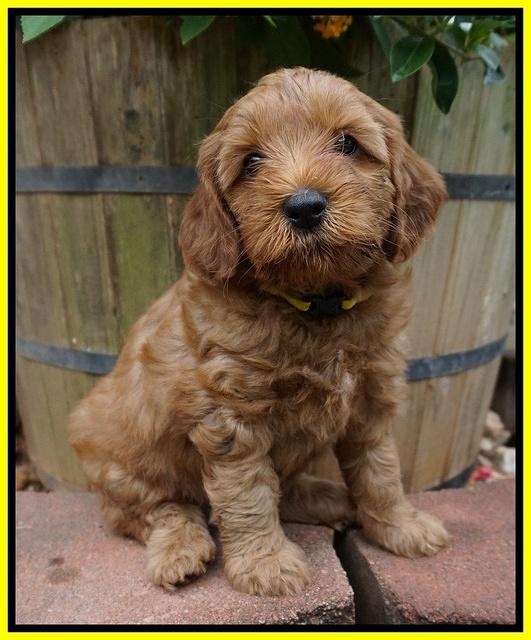 Gem Parson pups  6 wks old 451