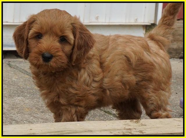 Gem Parson pups  7 wks old 381