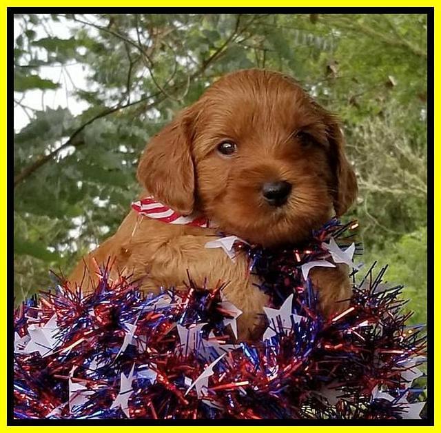 Gem Parson pups  July 4 wk old 71