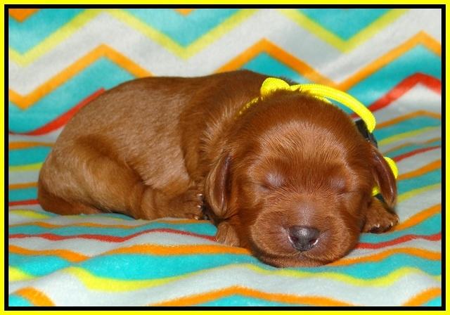 Gem Parson pups 1 wk old 141