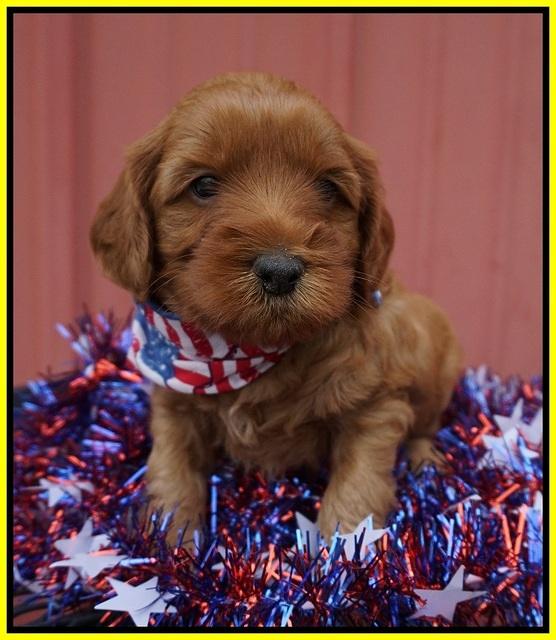 Gem Parson pups 4 wks old 221