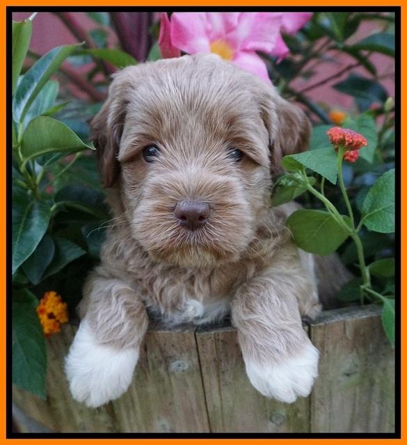 Gem Parson pups  5 wk old 471