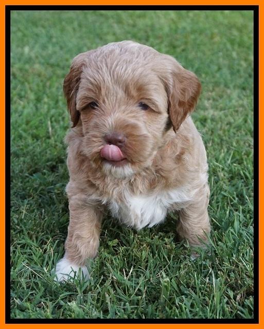 Gem Parson pups  5 wk old 501