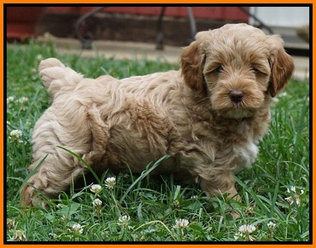 Gem Parson pups  6 wks old 481