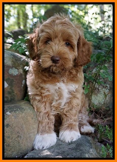 Gem Parson pups  8 wks old 530