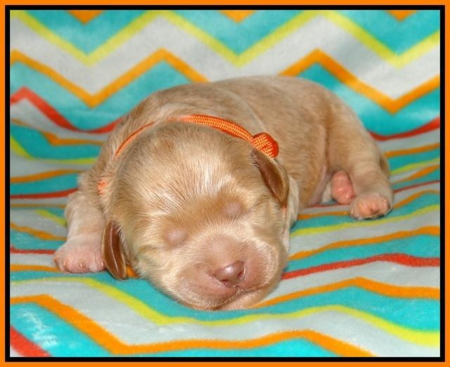 Gem Parson pups 1 wk old 161