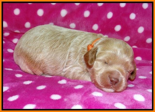 Gem Parson pups 2 wk old 171