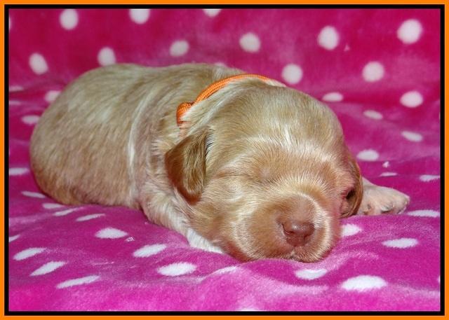 Gem Parson pups 2 wk old 181