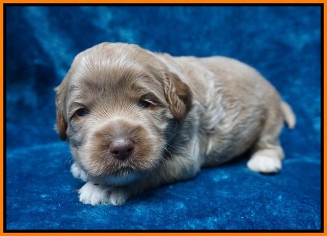 Gem Parson pups 3 wk old 221