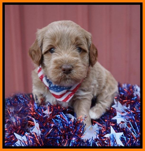 Gem Parson pups 4 wks old 261