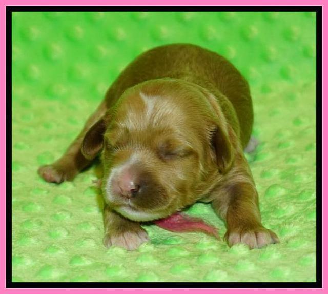 Ellie Blaze 2 pups 1 wk old 21