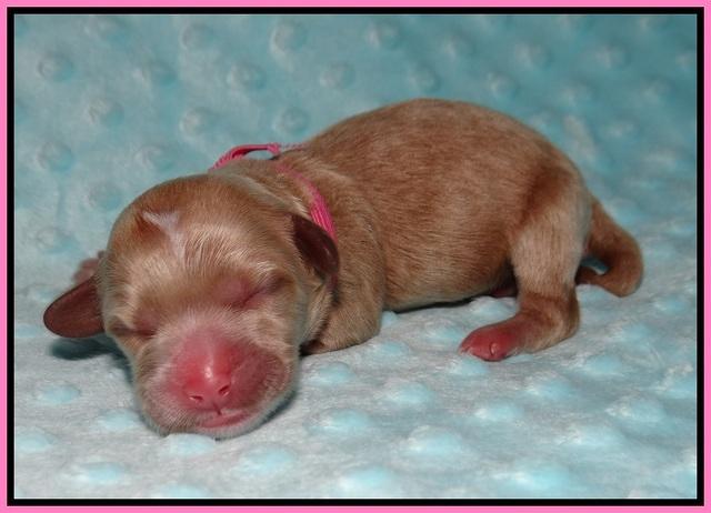 Ellie Blaze Newborn L2 11