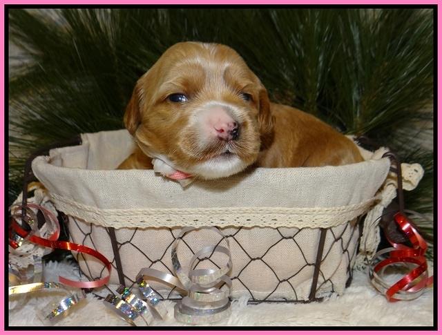 Ellie Blaze pups 2 weeks old 21