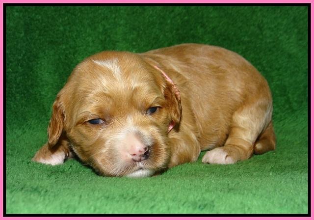 Ellie Blaze pups 2 weeks old 31