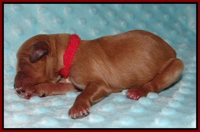 Ellie Blaze Newborn L2 51