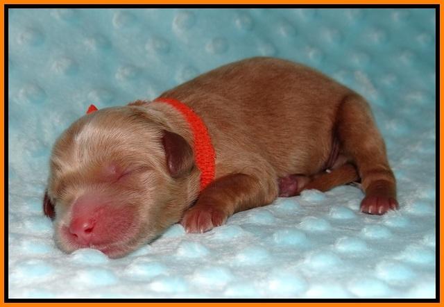 Ellie Blaze Newborn L2 91