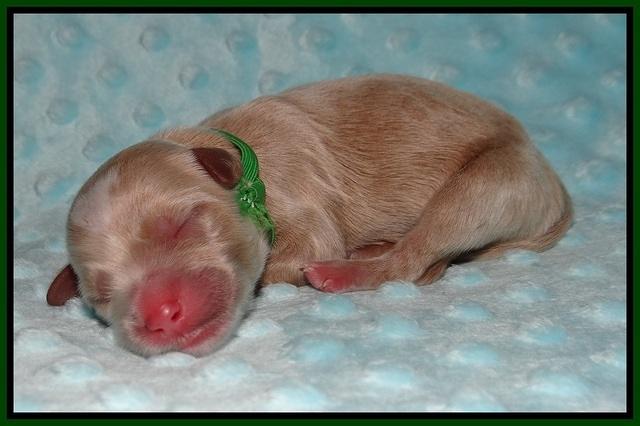 Ellie Blaze Newborn L2 71