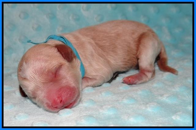 Ellie Blaze Newborn L2 121