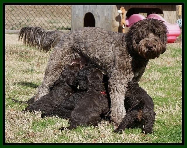 Cayman Trace pups 6 wks old 381
