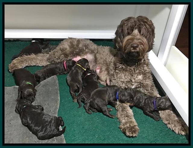 Cayman pups 2 weeks old group