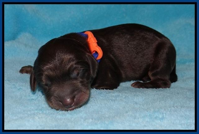 Caymen Trace newborn pups 61