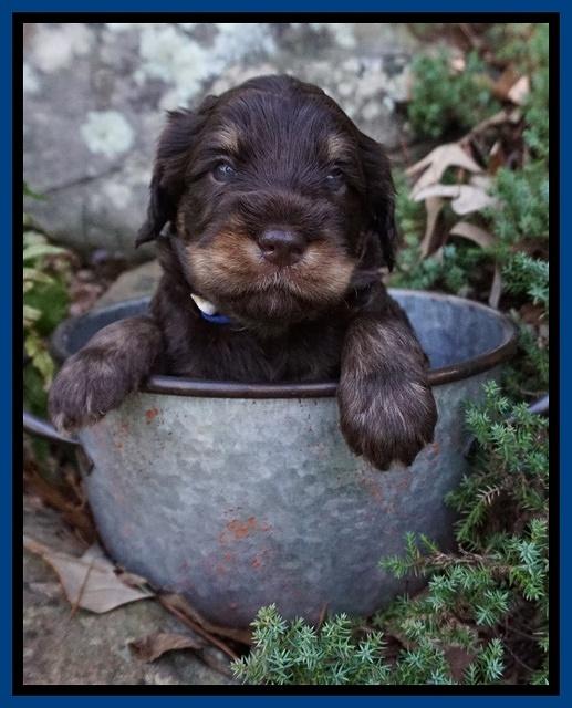 Caymen Trace pups 4 wks old 171