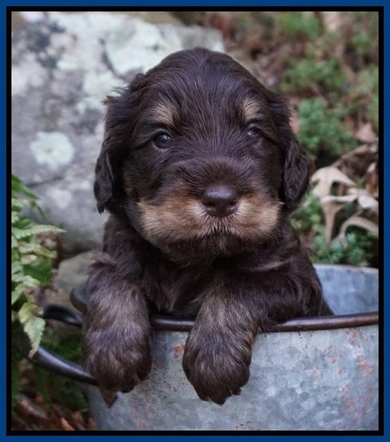 Caymen Trace pups 4 wks old 201