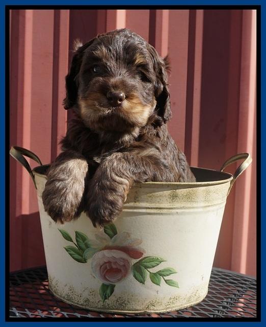 Caymen Trace pups 5 wks old 301