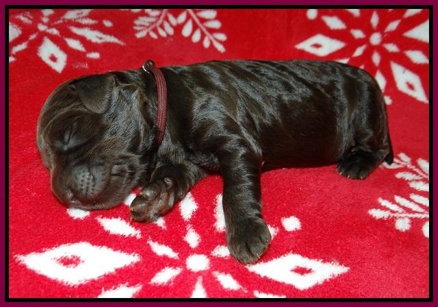 Cayman Trace pups 1 wk old 151