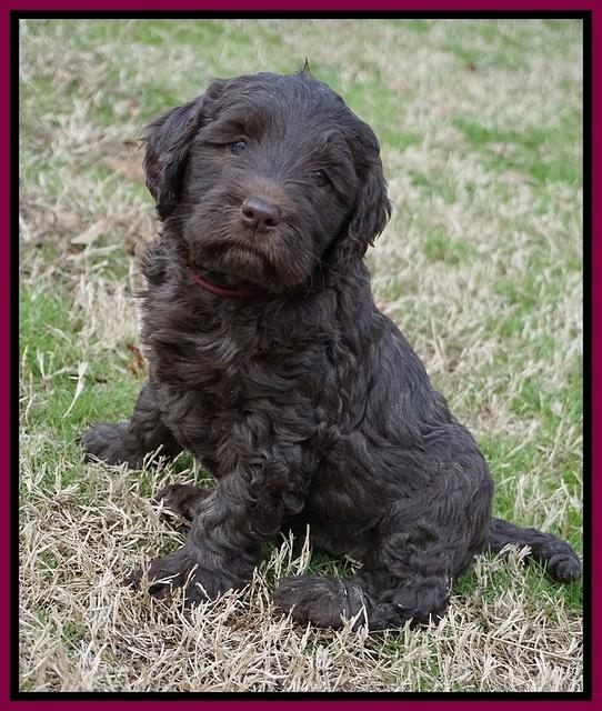 Cayman Trace pups 6 wks old 331