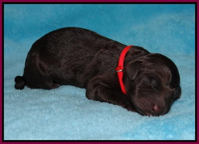 Caymen Trace newborn pups 81