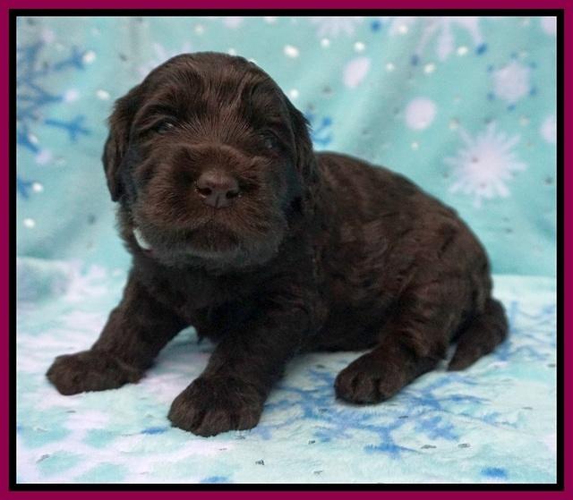 Caymen Trace pups 3 wks old 151