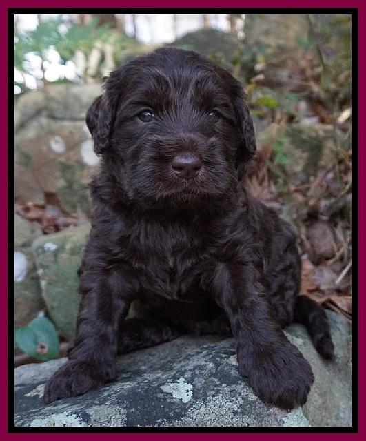 Caymen Trace pups 4 wks old 231