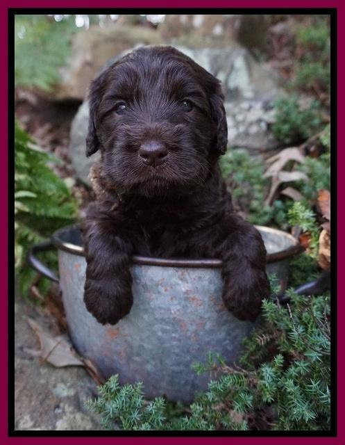 Caymen Trace pups 4 wks old 241