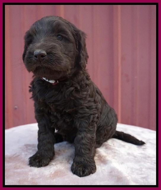 Caymen Trace pups 5 wks old 321