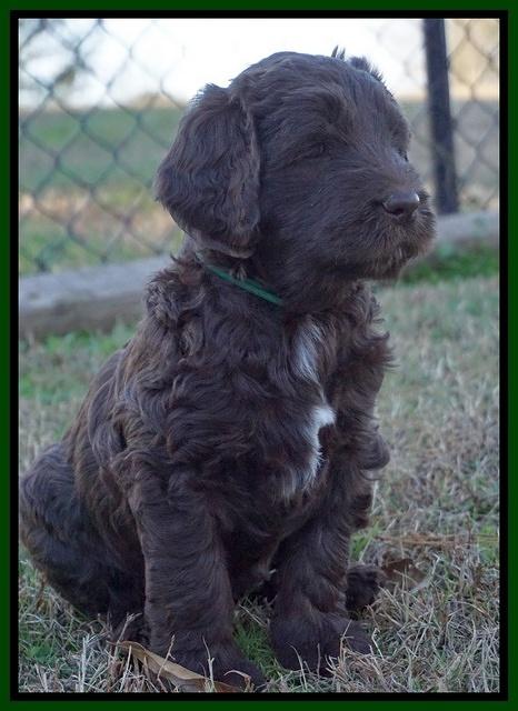 Cayman Trace pups 6 wks old 361