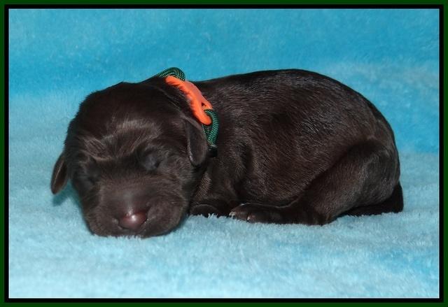 Caymen Trace newborn pups 71