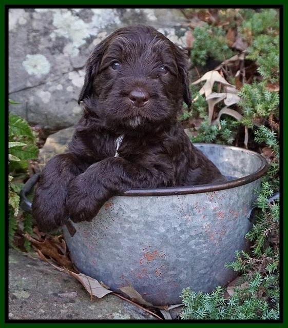 Caymen Trace pups 4 wks old 261