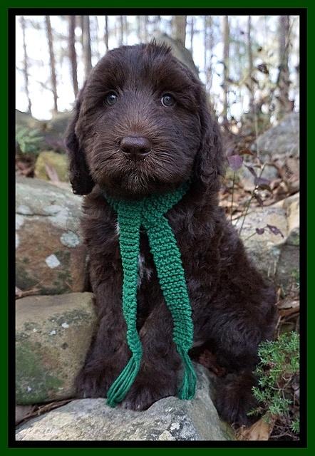 Caymen Trace pups 8 weeks old 261