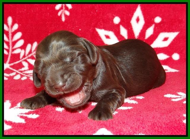 Cayman Trace pups 1 wk old 61