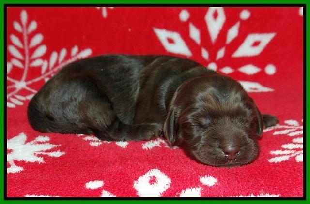 Cayman Trace pups 1 wk old 71