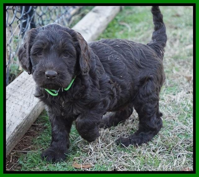 Cayman Trace pups 6 wks old 191