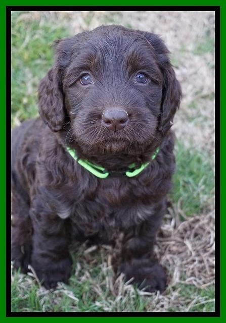 Cayman Trace pups 6 wks old 201